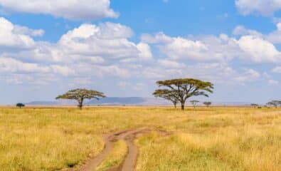 Serengeti national park