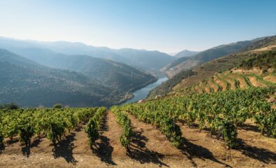 Douro River, Vineyards