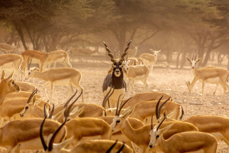 Sir Bani Yas, United Arab Emirates
