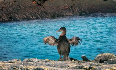Cormorant Point Galapagos Ecuador