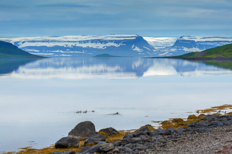 Vigur Island
