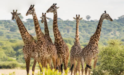 Serengeti National Park