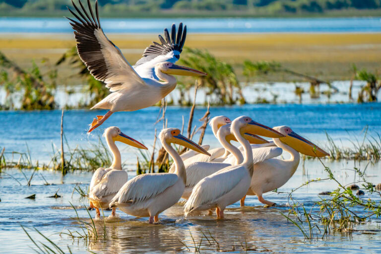 Danube Delta, Romania & Ukraine