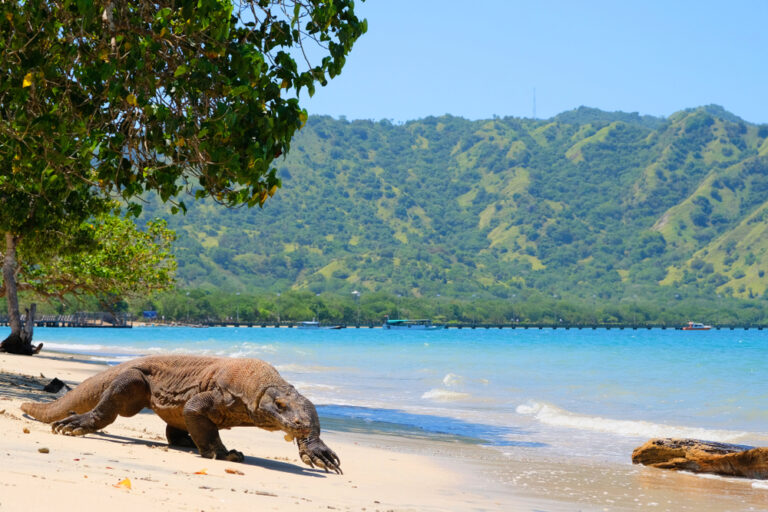 Komodo Island, Indonesia
