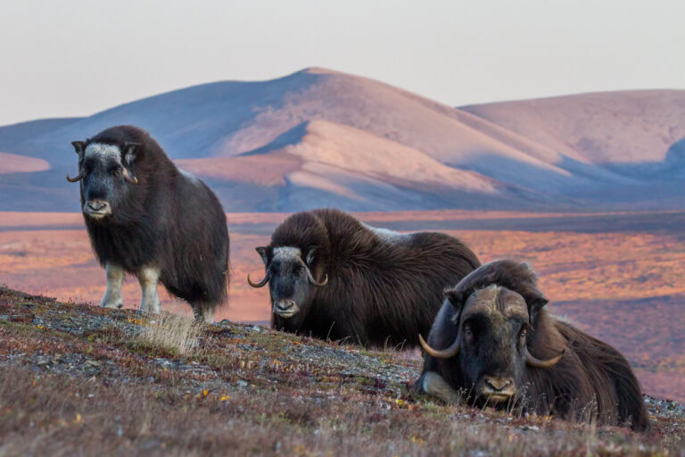 Nome, Alaska