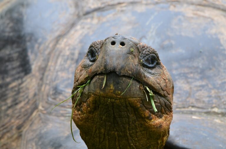 Puerto Ayora (Santa Cruz)