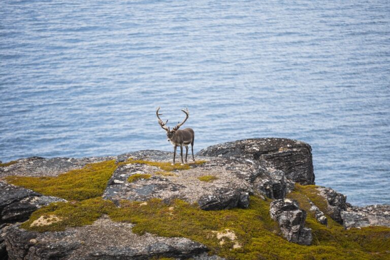 Havoysund