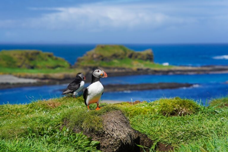 Lunga, Treshnish Island