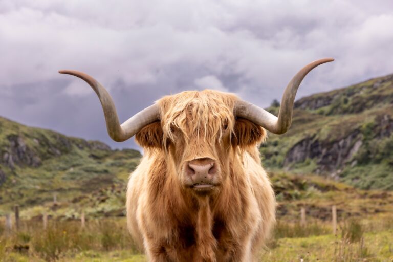 Isle of Colonsay (Scotland)