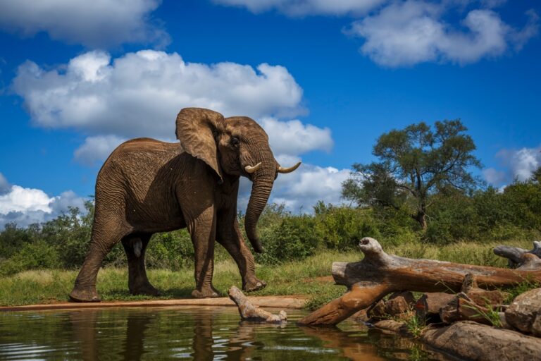 Kruger National Park