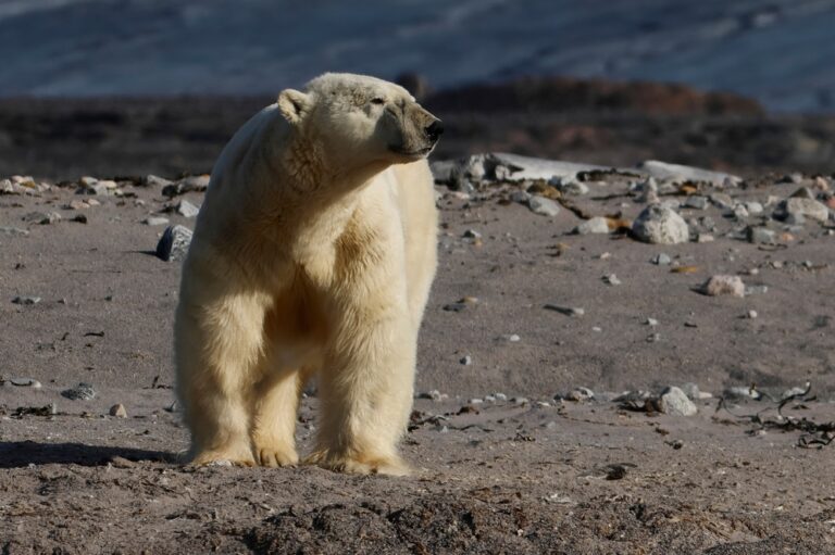 Kvitoya, Svalbard and Jan Mayen