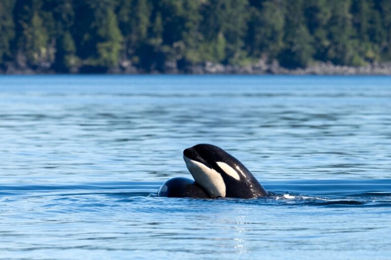 Johnstone Strait