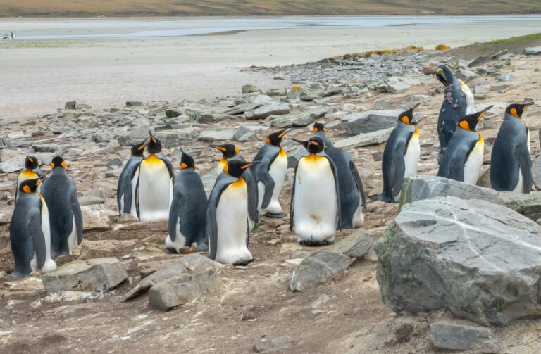 The Falklands