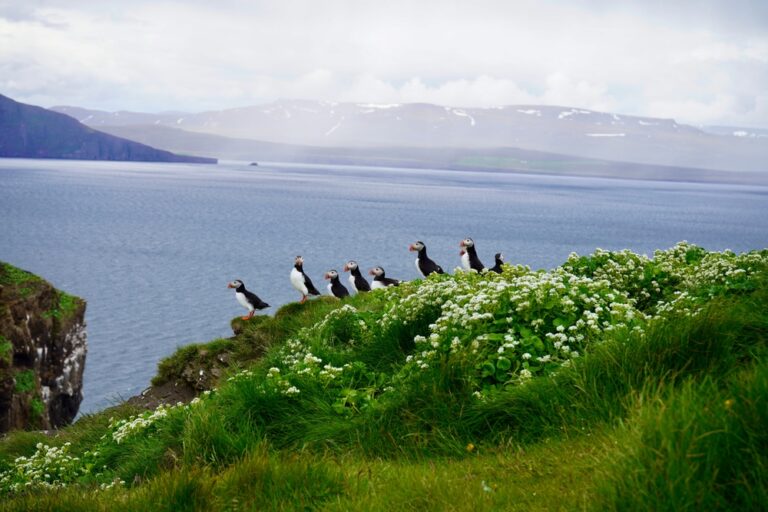 Drangey Island, Iceland