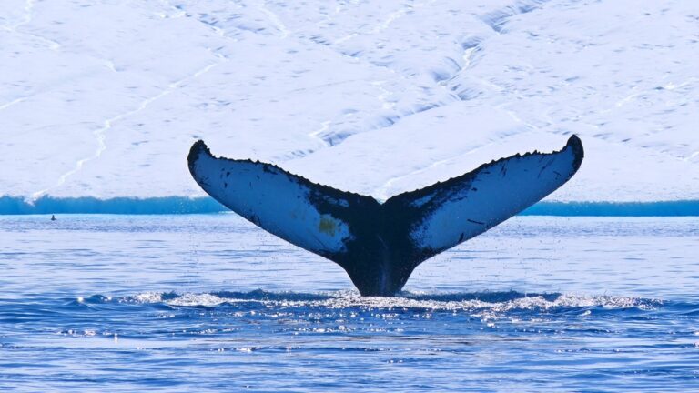 West Greenland
