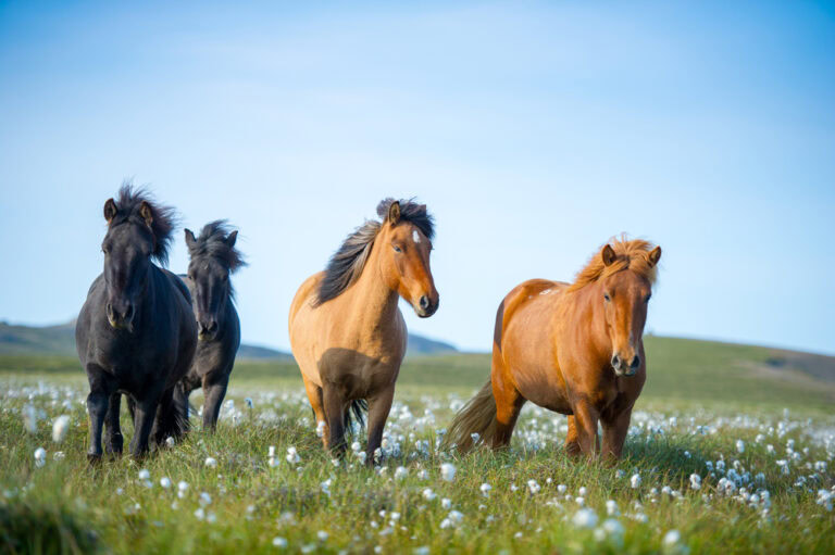 Tumavik, Iceland