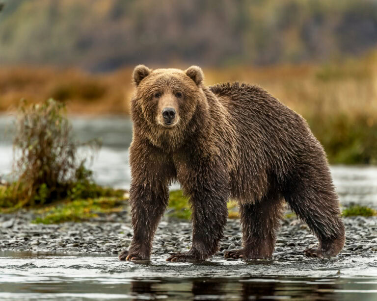 Kodiak, Alaska, US