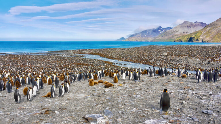 South Georgia, Antarctica
