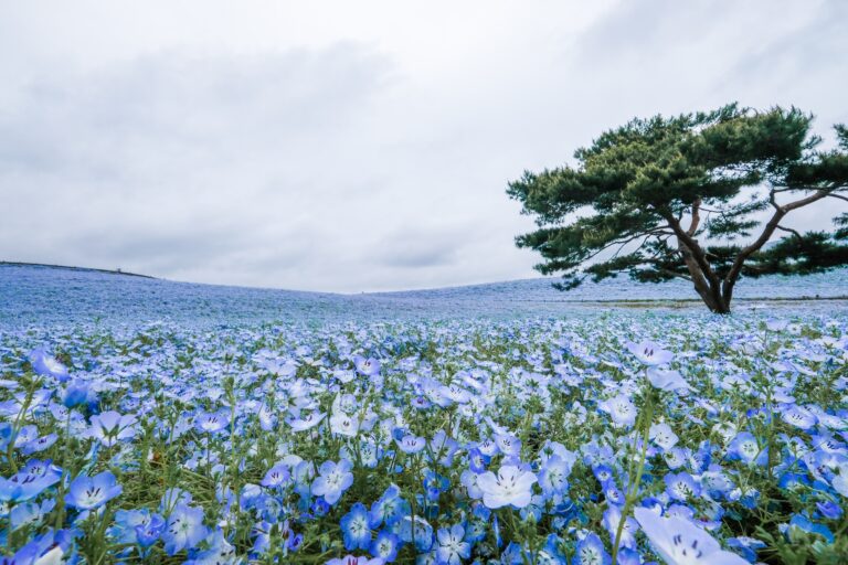 Hitachinaka (For Nikko)