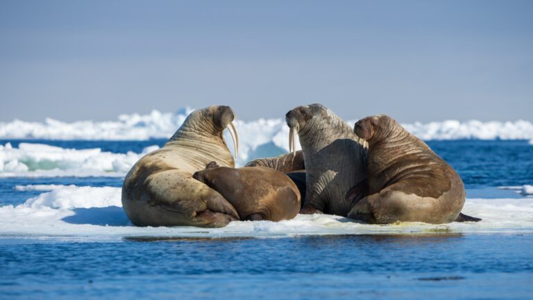 Svalbard