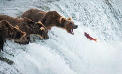 Alaska Peninsula (Katmai National Park)