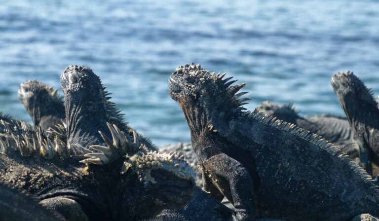 Espinoza Point, (Fernandina)