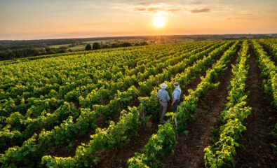 French Vineyard