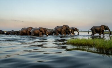 Chobe, River Africa