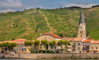 Vineyards of Tournon-sur-Rhône, France