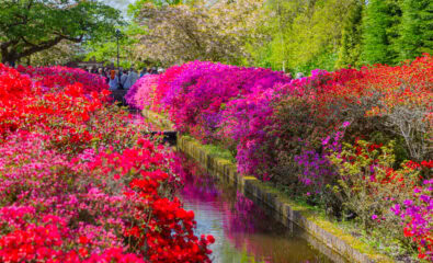 Keukenhof park, Netherlands