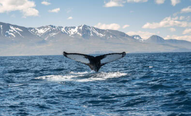 Whale diving, Husavic, Iceland