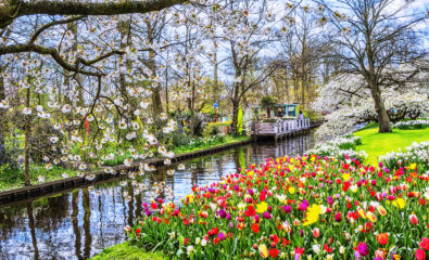 Keukenhof park, Netherlands