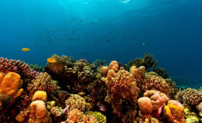 Coral Reef, Red Sea