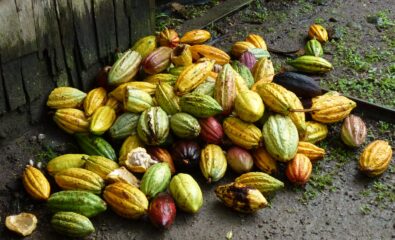 Cacao Pods St. Lucia Chocolate