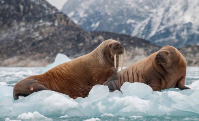 Walrus, Greenland
