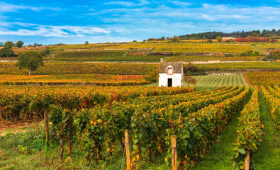 Vineyards, Burgundy, France