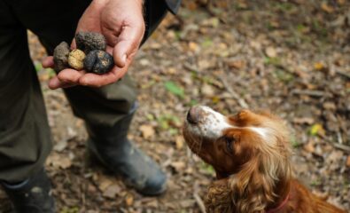 Truffle hunting