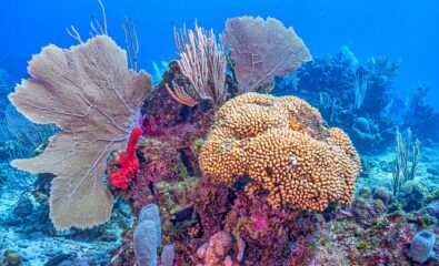 Coral Reef, Roatan, Honduras