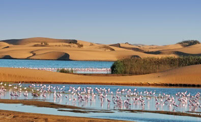 Pelican Point, Walvis Bay, Namibia 