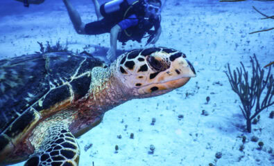 Bahamas, Ocean Cay MSC Marine Reserve