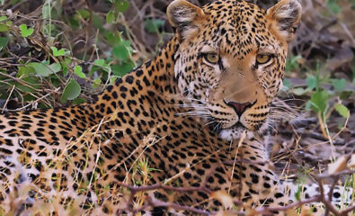 LEOPARD Africa Amamaterways