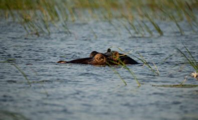 Zambezi Queen Wild life