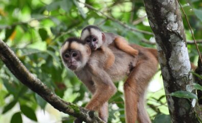 Capuchin monkeys, Central America