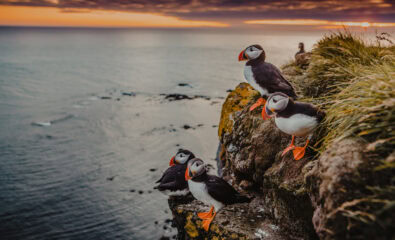 Puffins at sunset, Explora Journeys