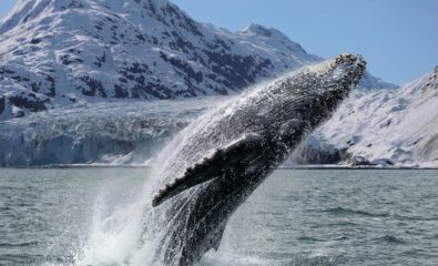 Humpback Whale