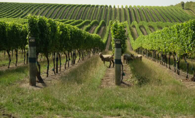 Marlborough, New Zealand