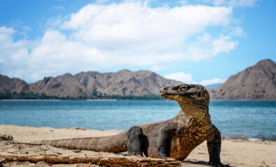 Komodo Dragon, Komodo Island