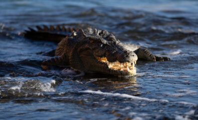 Crocodile, ,Kimberley Coast, Western Australia.